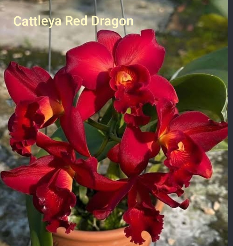 Cattleya Blooming stage