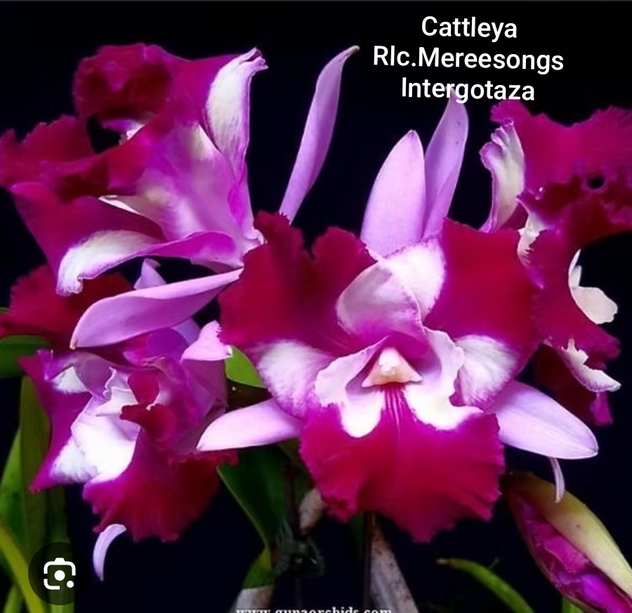Cattleya Blooming stage