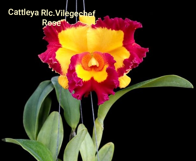 Cattleya Blooming stage
