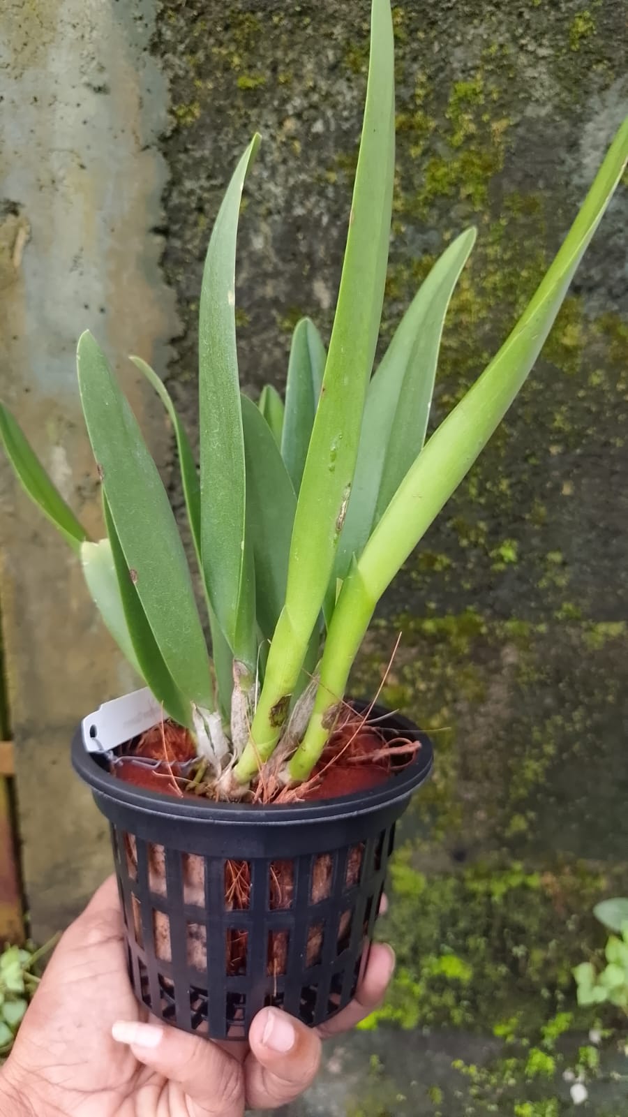 Cattleya Blooming stage image 3