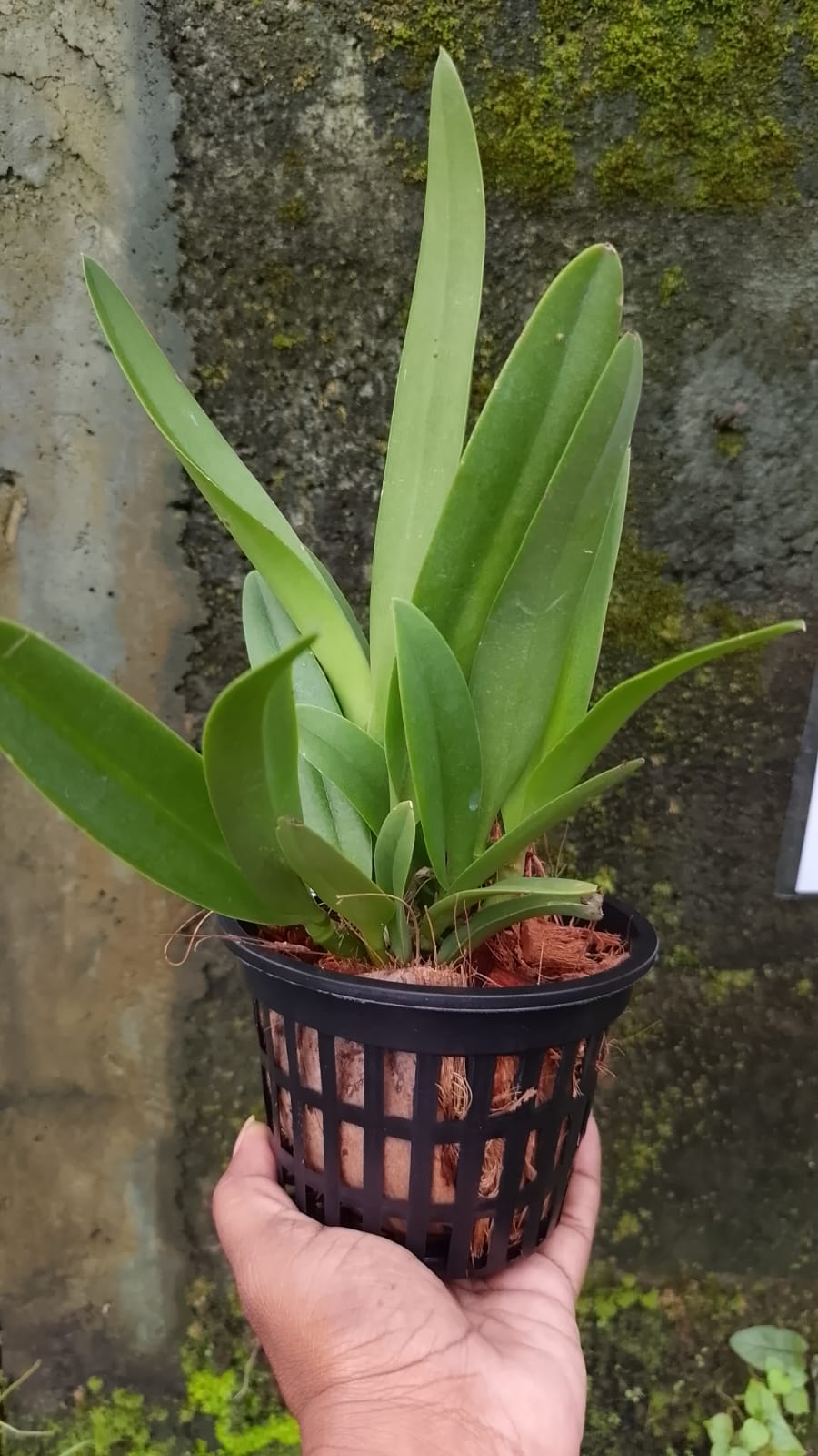 Cattleya Blooming stage image 4