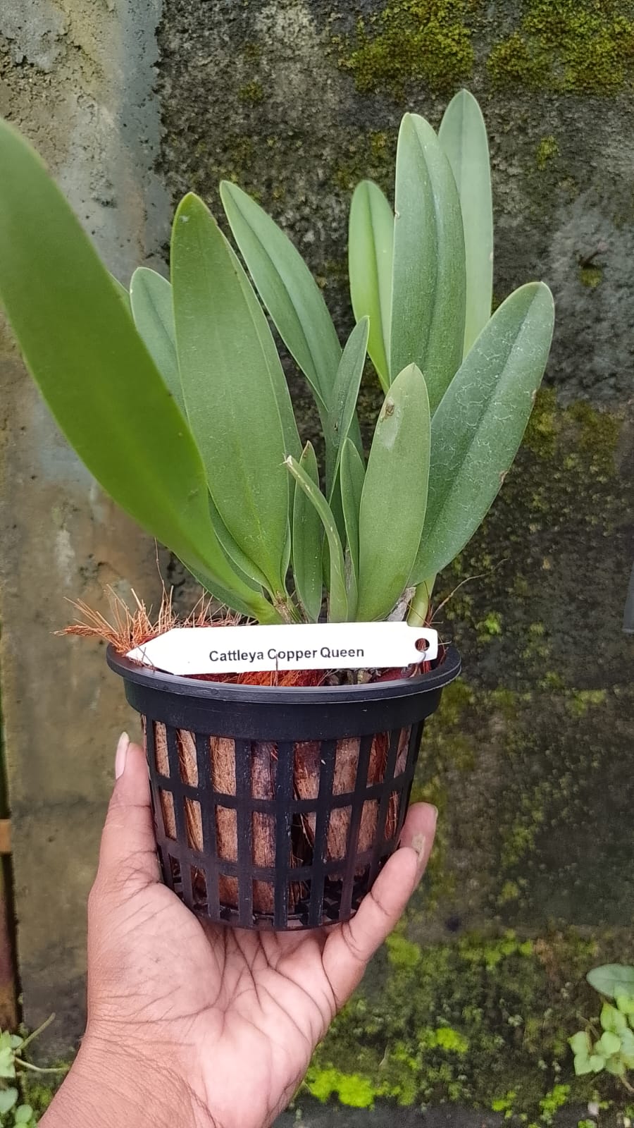 Cattleya Blooming stage image 2