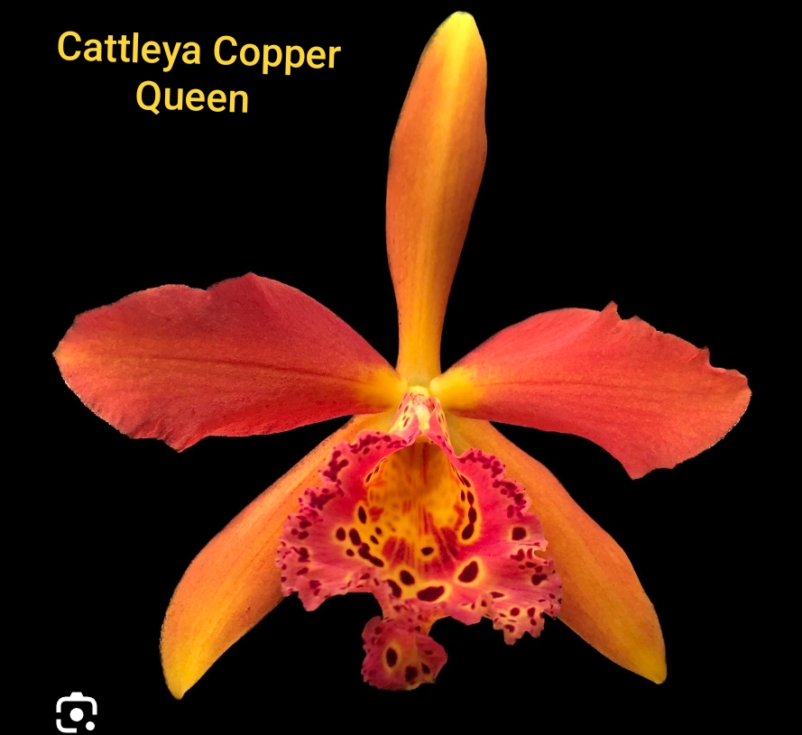 Cattleya Blooming stage