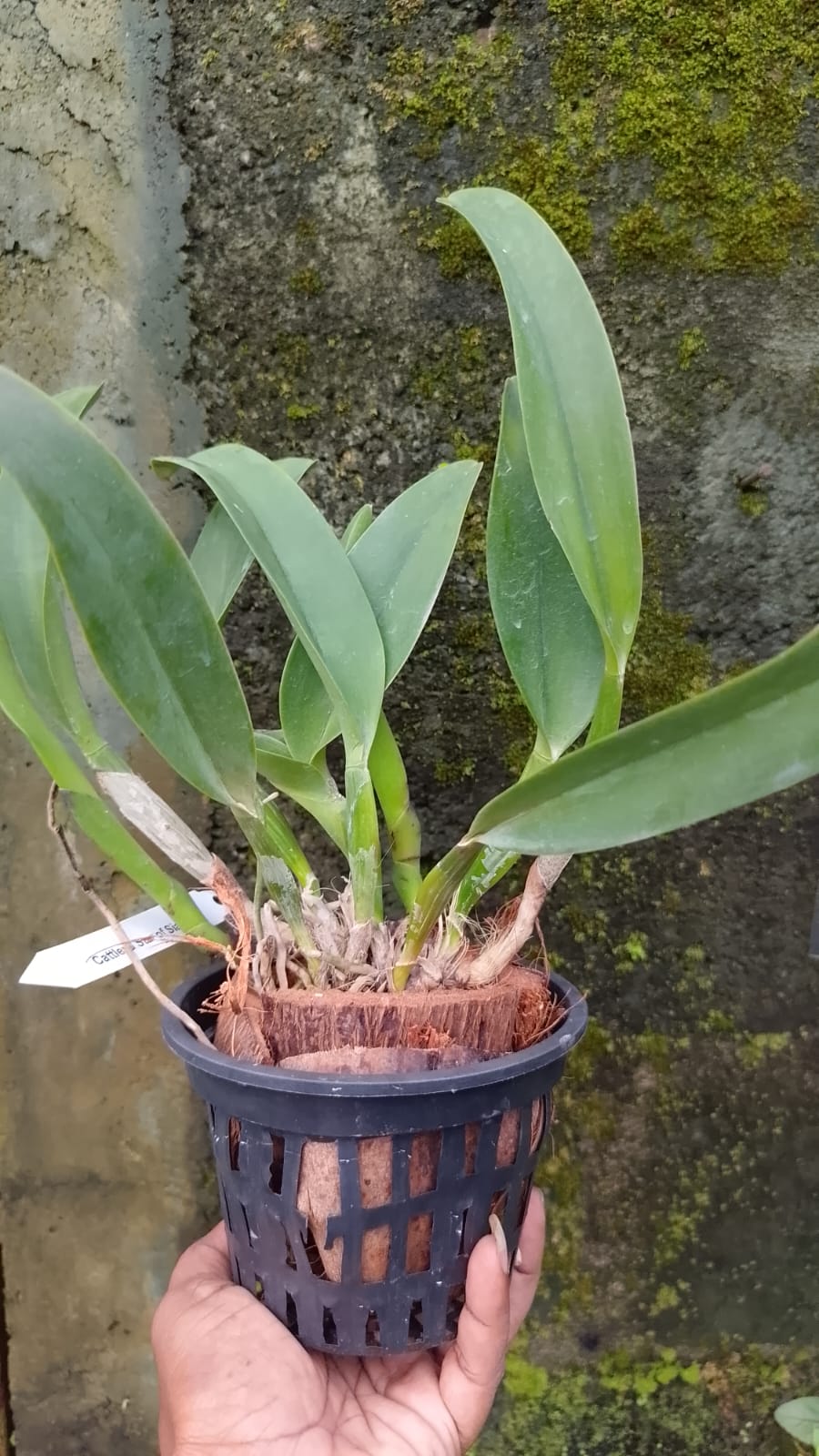 Cattleya Blooming stage image 2