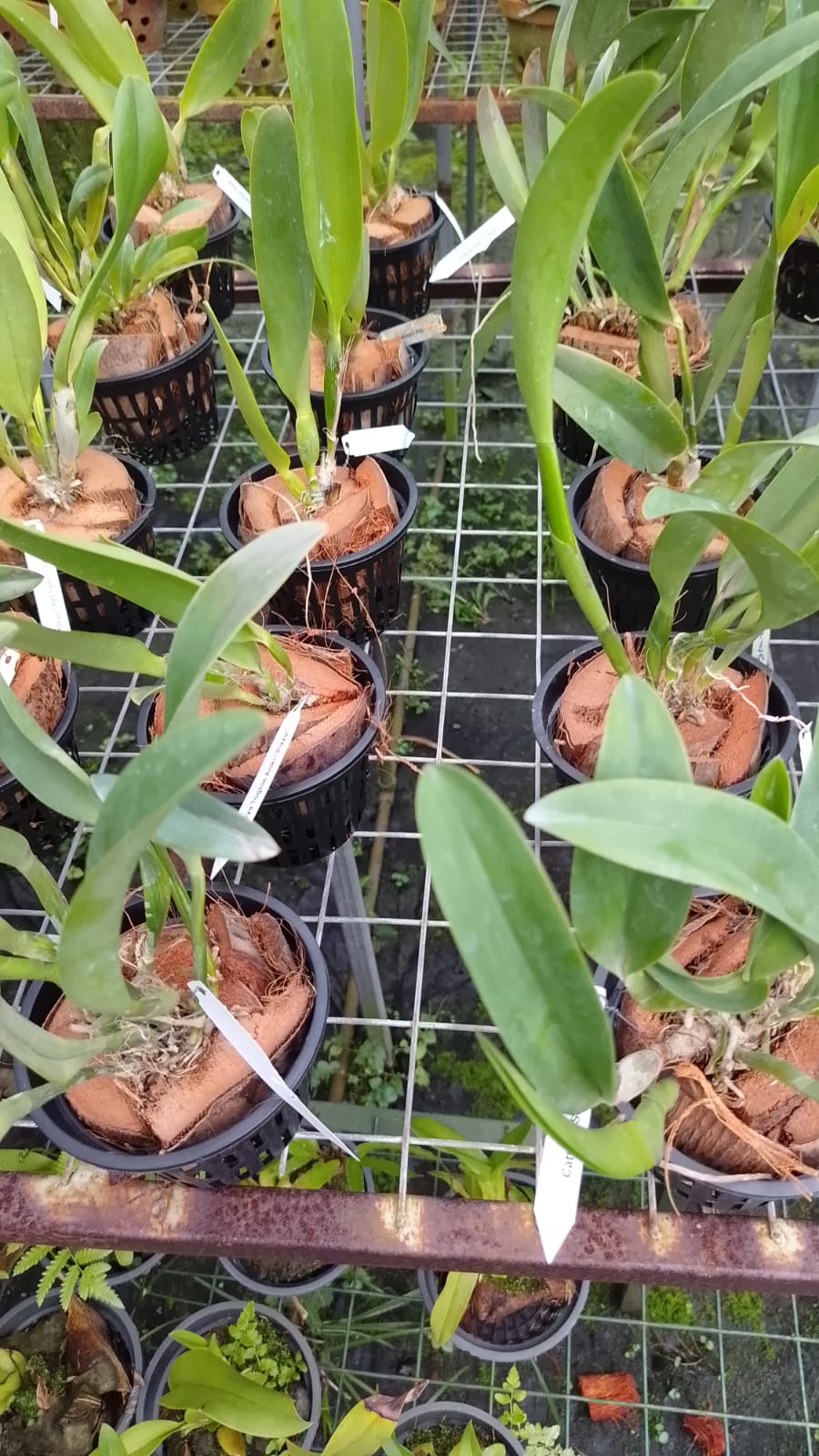 Cattleya Blooming stage image 4