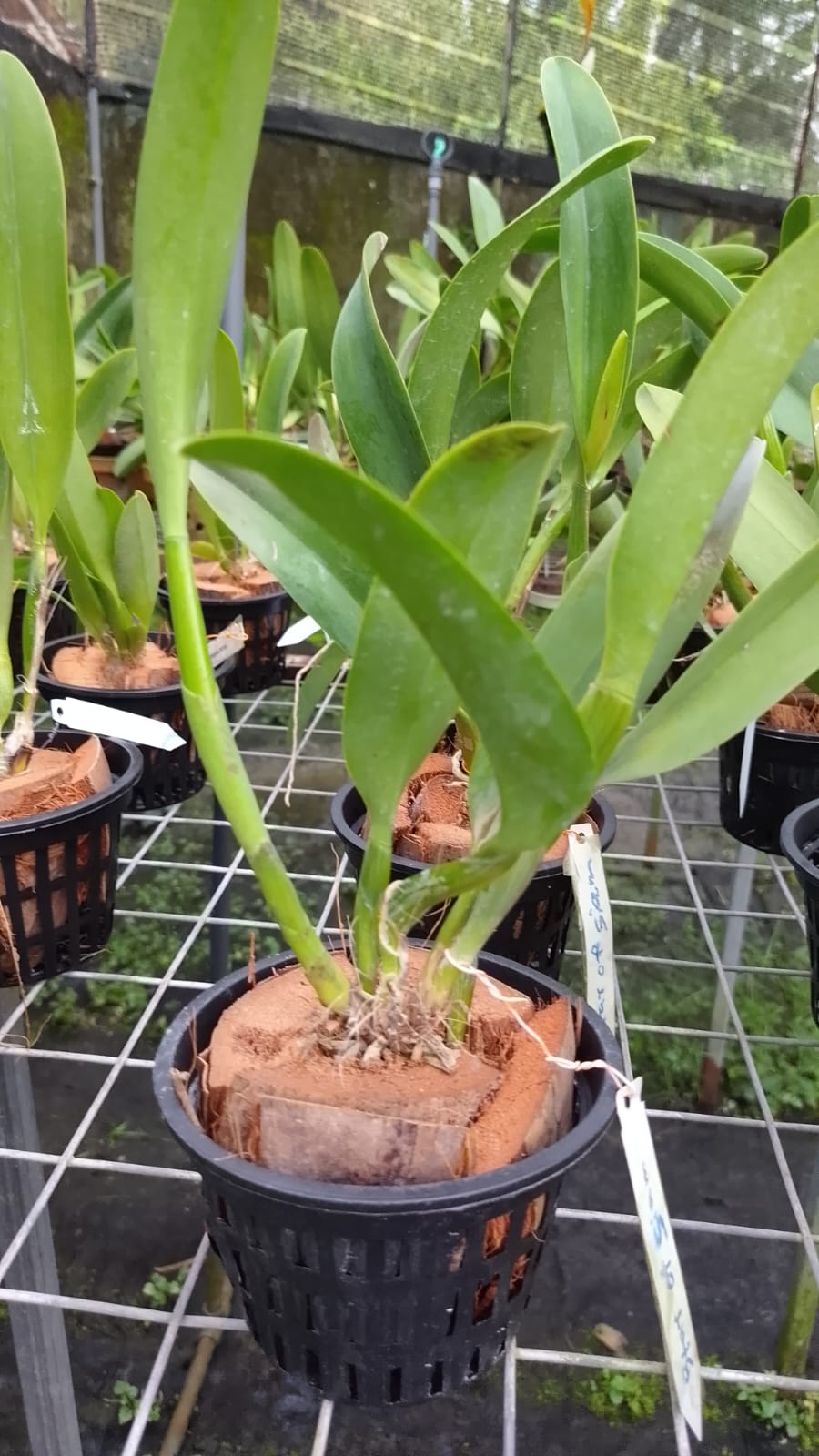 Cattleya Blooming stage image 3
