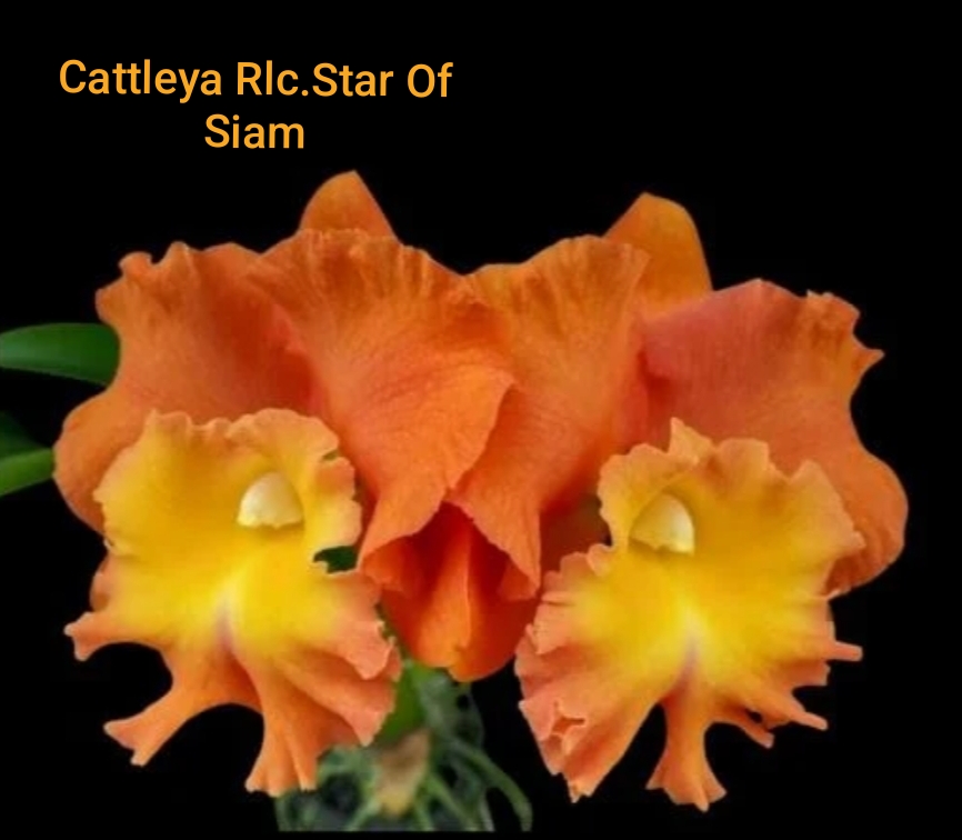 Cattleya Blooming stage