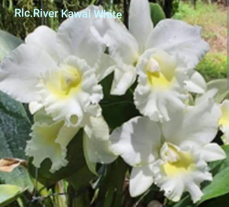 Cattleya Blooming stage