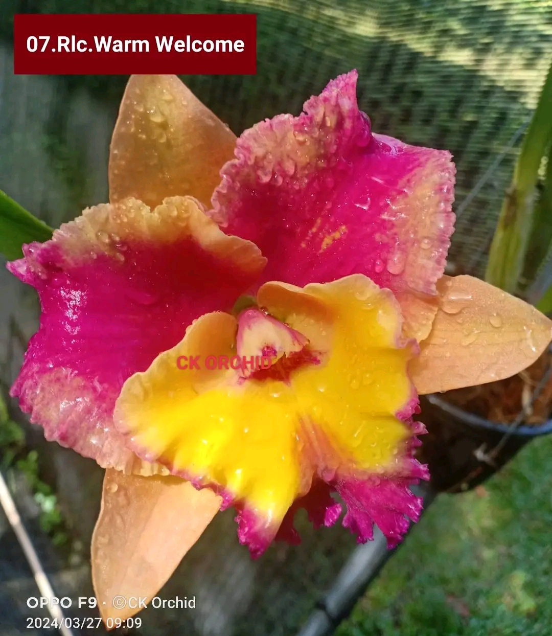 Cattleya Blooming stage