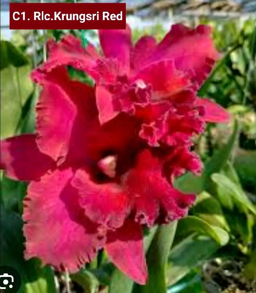 Cattleya Blooming stage