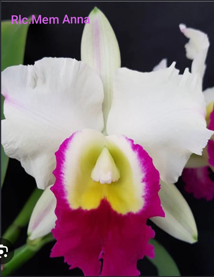 Cattleya Blooming stage
