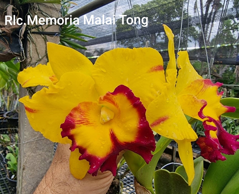 Cattleya Blooming stage