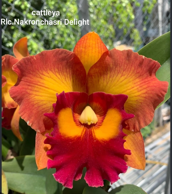 Cattleya Blooming stage