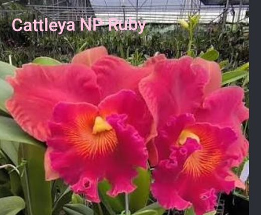 Cattleya Blooming stage