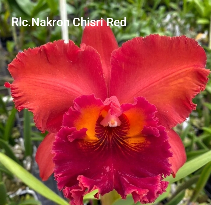 Cattleya Blooming stage