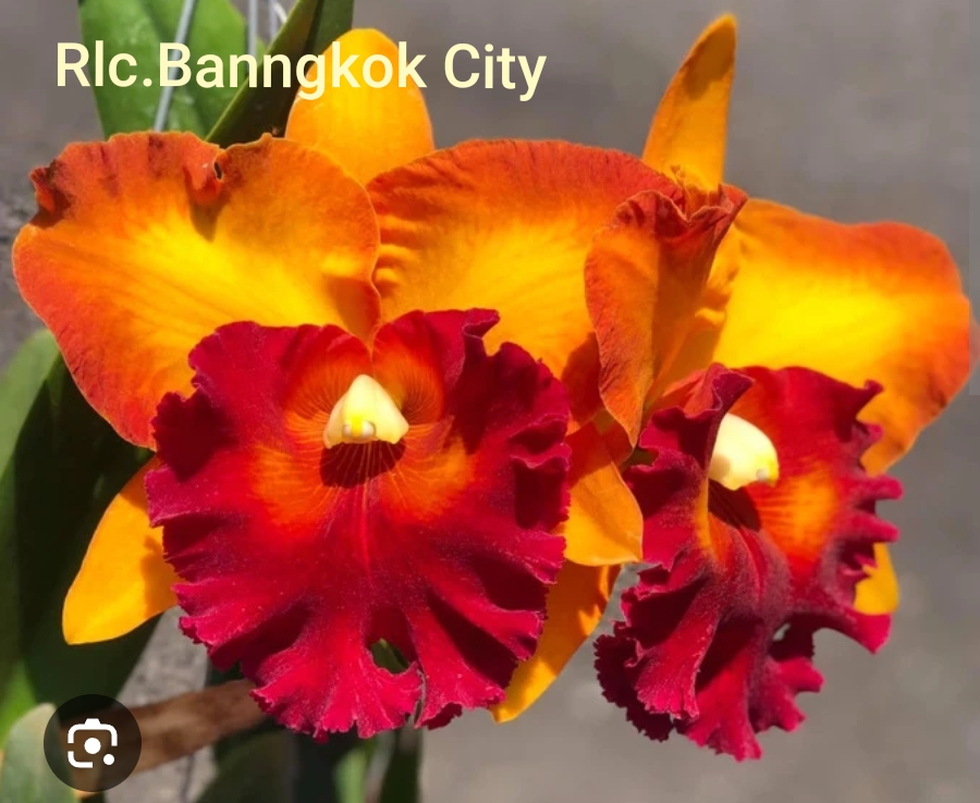 Cattleya Blooming stage