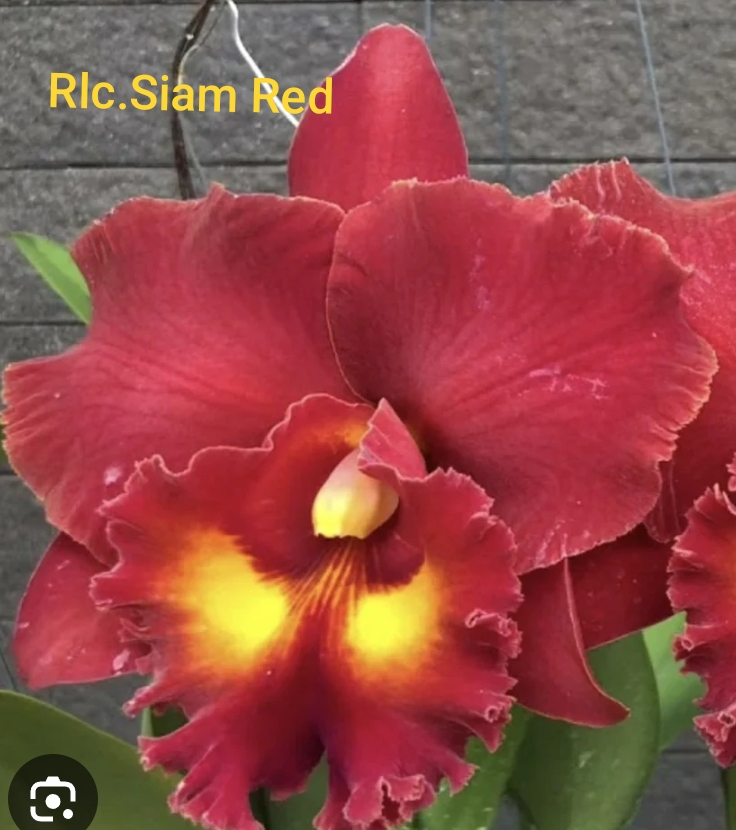 Cattleya Blooming stage