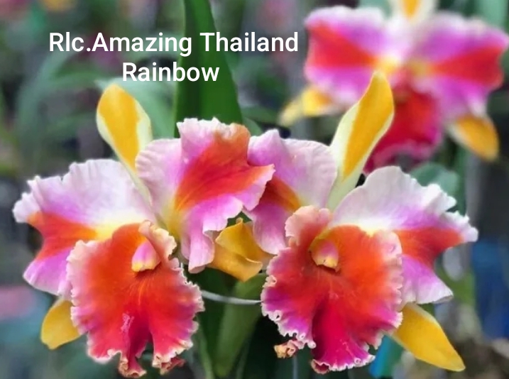 Cattleya Blooming stage