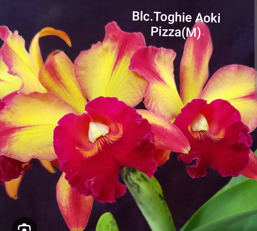 Cattleya Blooming stage