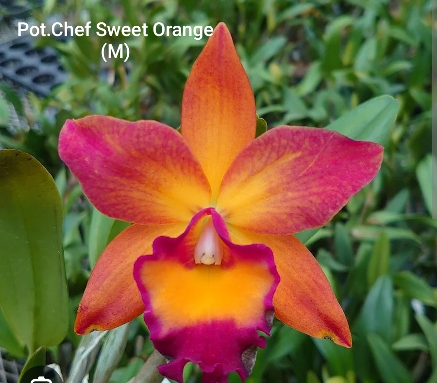 Cattleya Blooming stage
