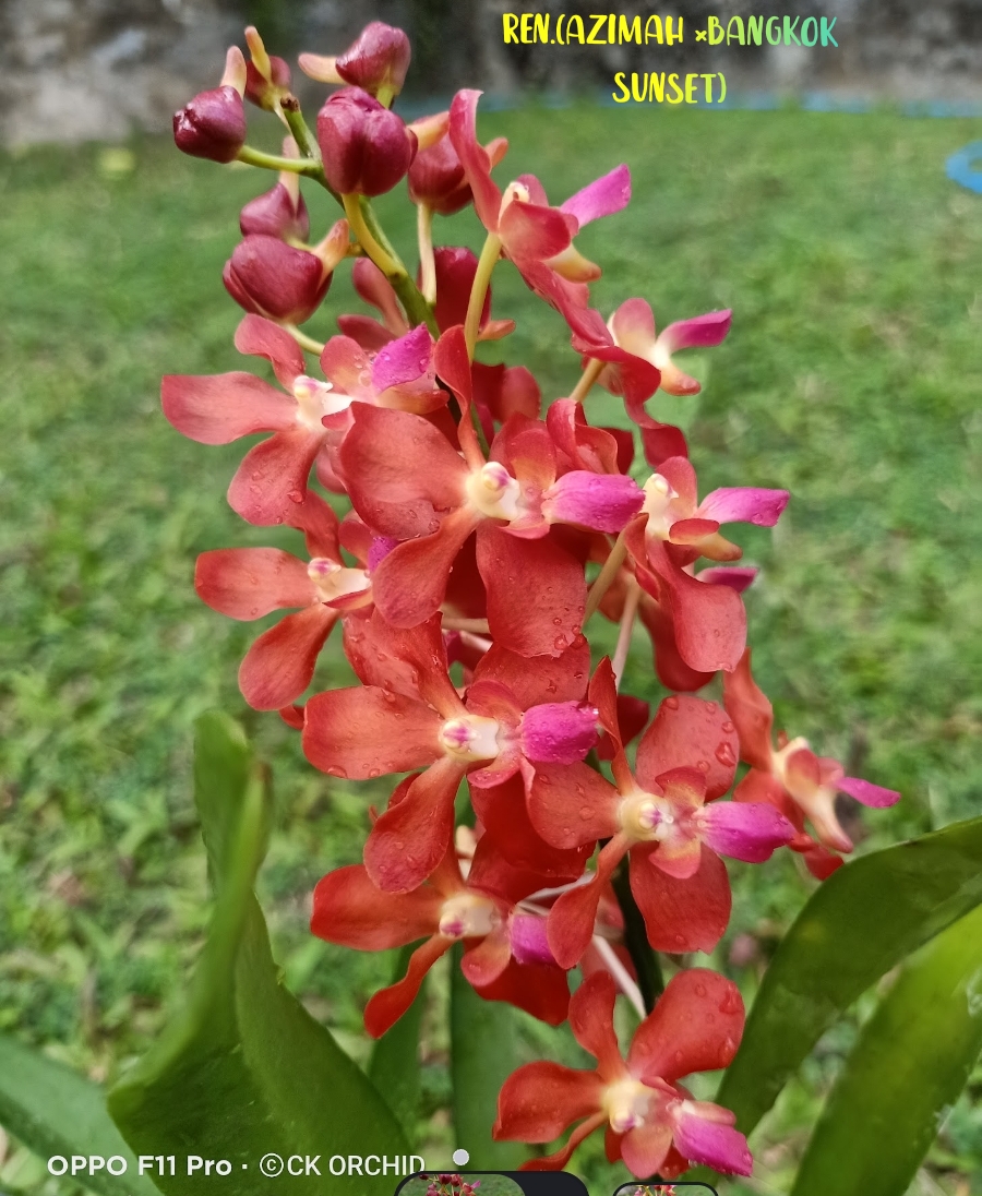 Vanda Blooming stage