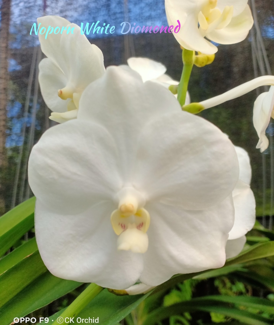 Vanda Blooming stage