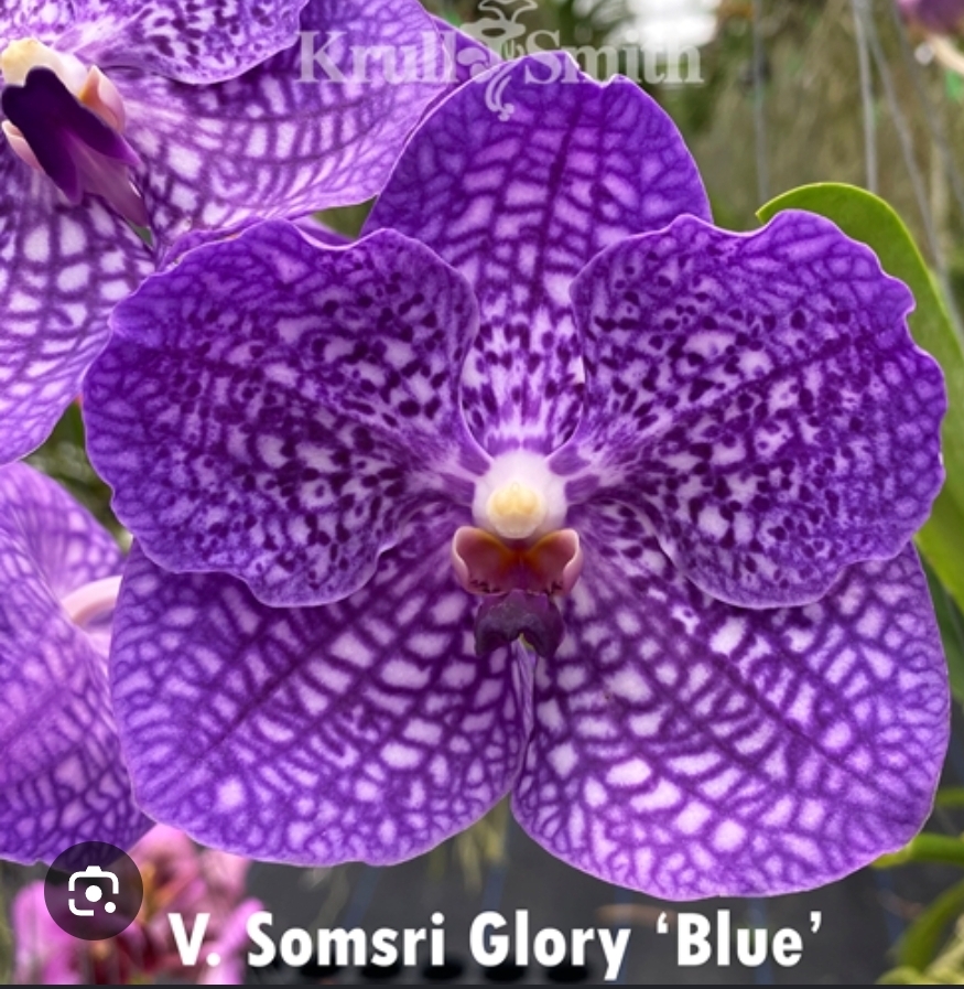 Vanda Blooming stage