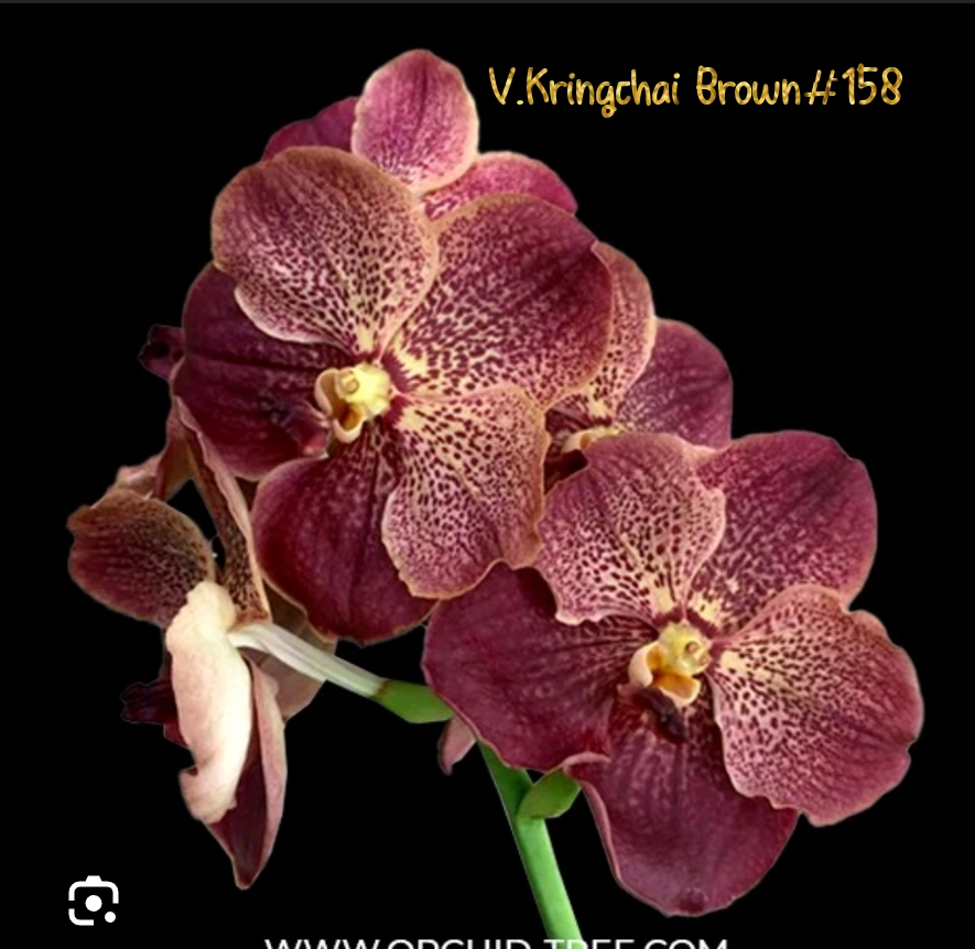 Vanda Blooming stage