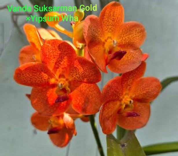 Vanda Blooming stage