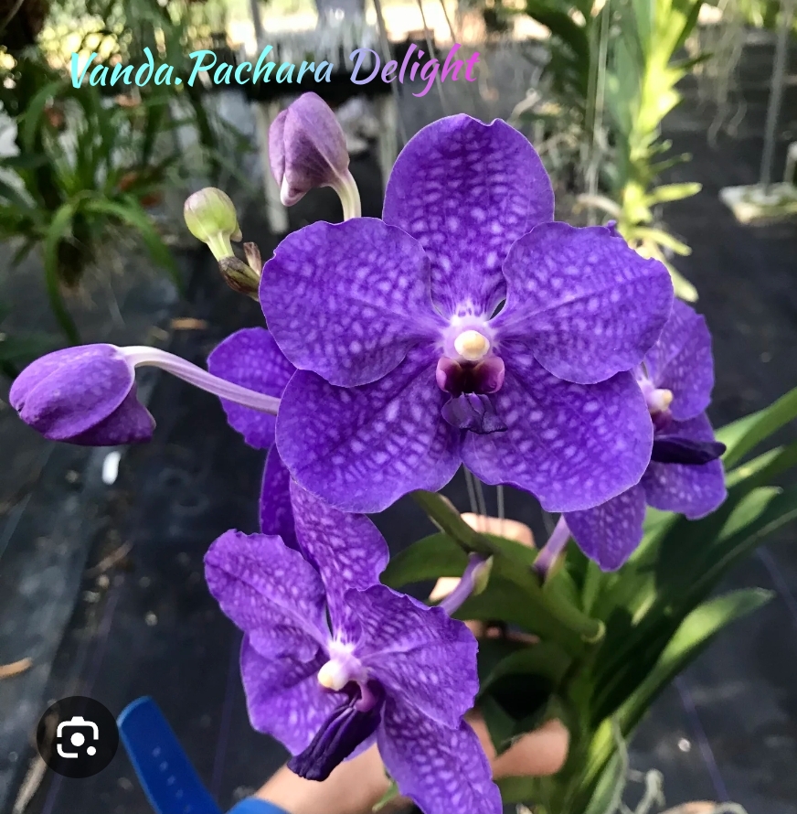 Vanda Blooming stage