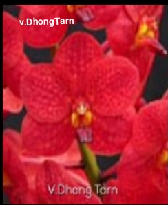 Vanda Blooming stage