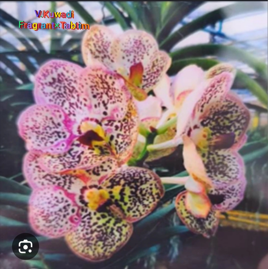 Vanda Blooming stage