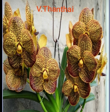 Vanda Blooming stage