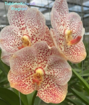 Vanda Blooming stage