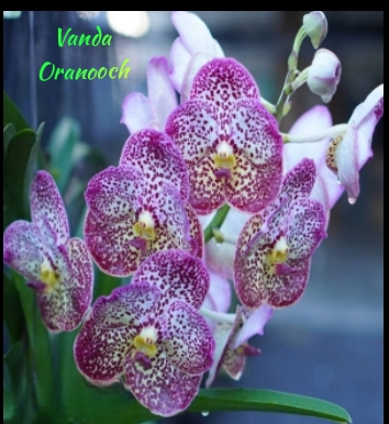 Vanda Blooming stage