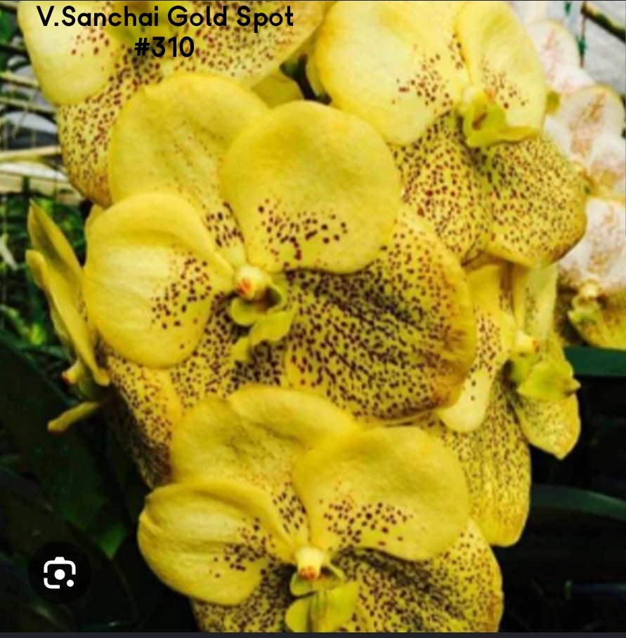 Vanda Blooming stage