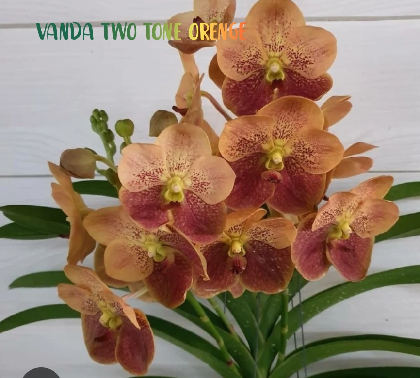 Vanda Blooming stage