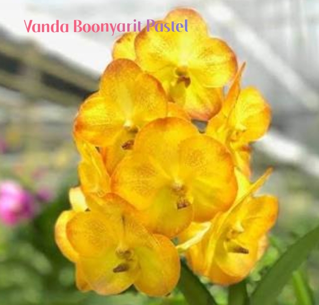 Vanda Blooming stage