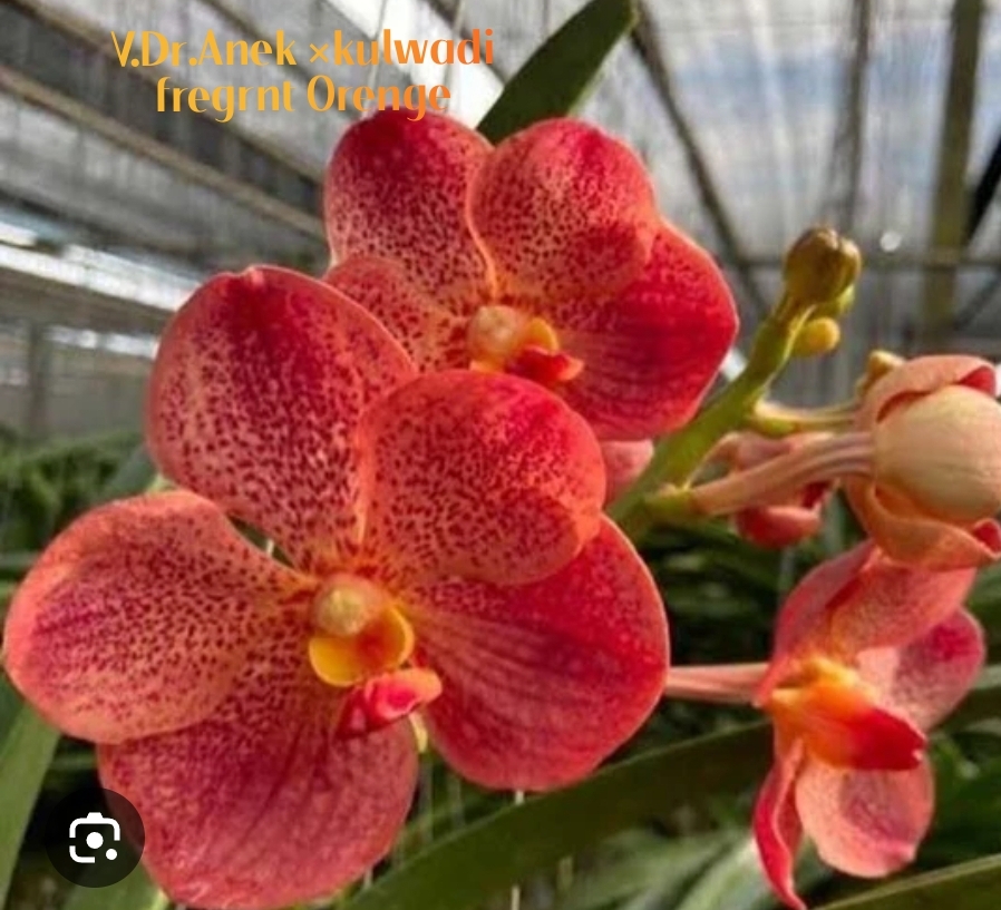 Vanda Blooming stage