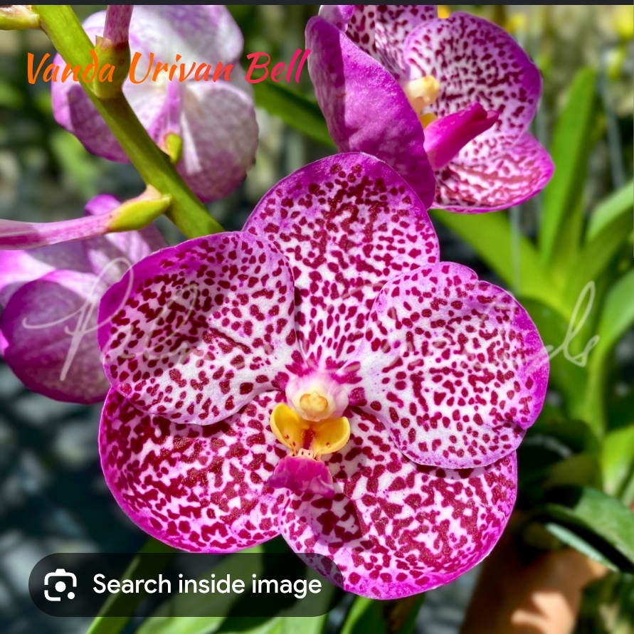 Vanda Blooming stage