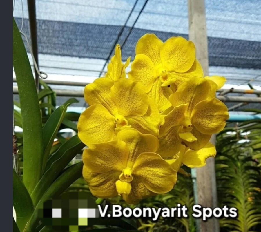 Vanda Blooming stage