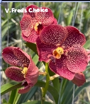 Vanda Blooming stage