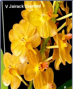 Vanda Blooming stage