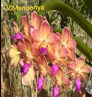 Vanda Blooming stage