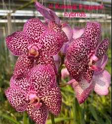 Vanda Blooming stage