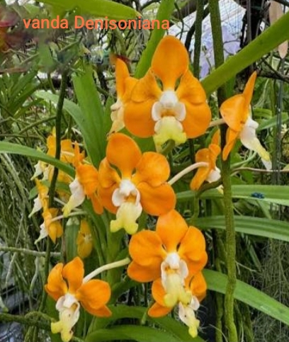 Vanda Blooming stage