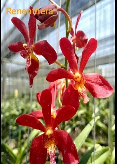Vanda Blooming stage