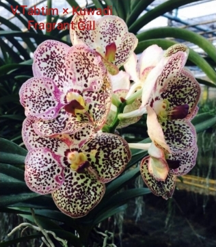 Vanda Blooming stage
