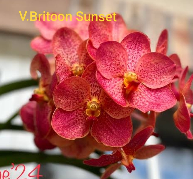 Vanda Blooming stage