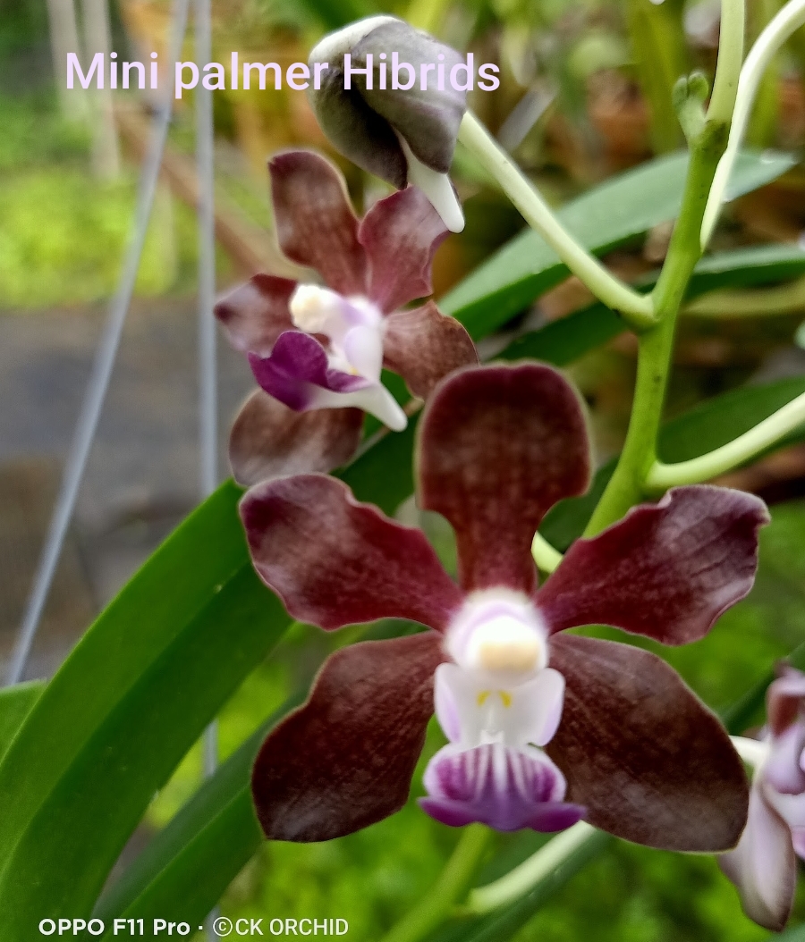 Vanda Blooming stage